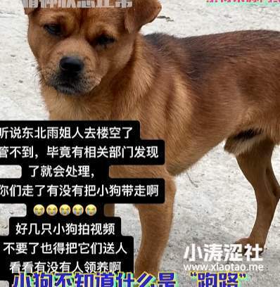 东北雨姐彻底塌房之后，尬吹她的大网红们，还好吗？_黑料正能量