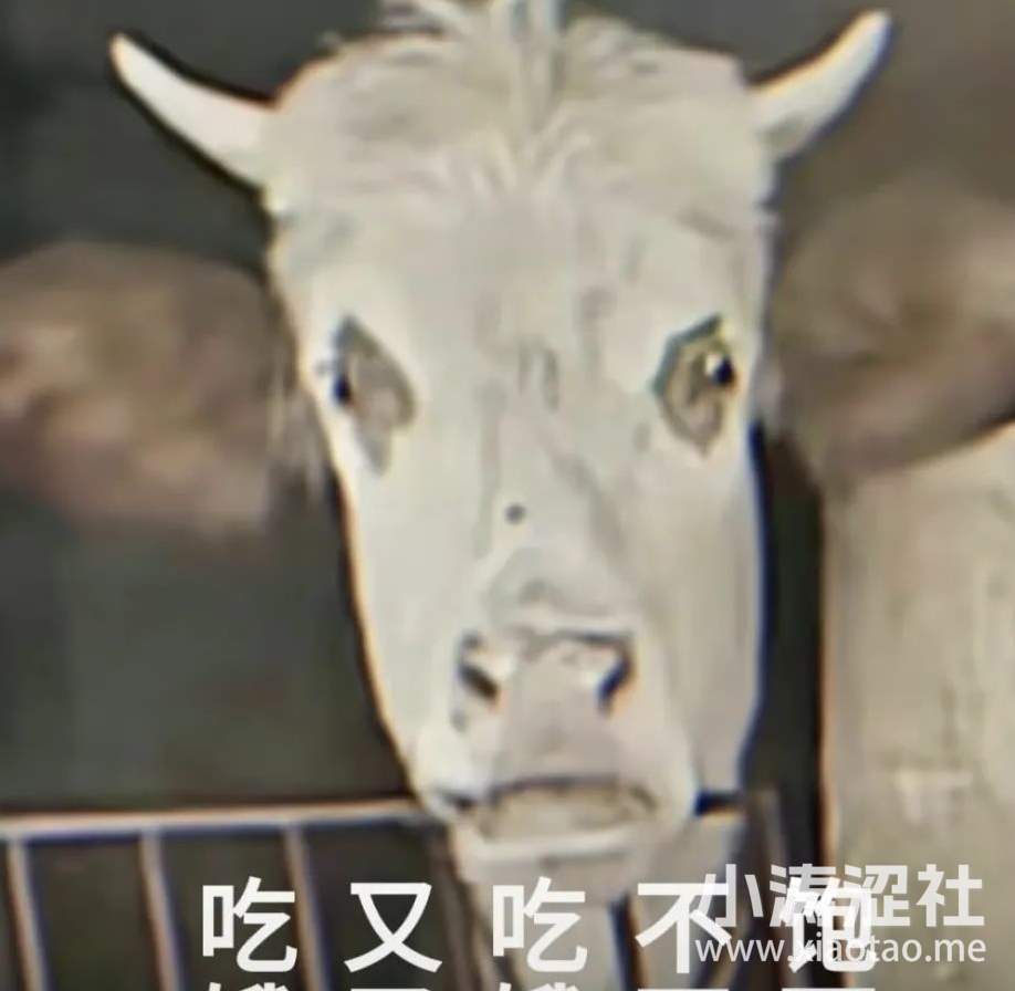 580万人心疼、因“苦”和瘦牛走红的小英一家，疑似剧本卖惨，塌房了..._黑料正能量