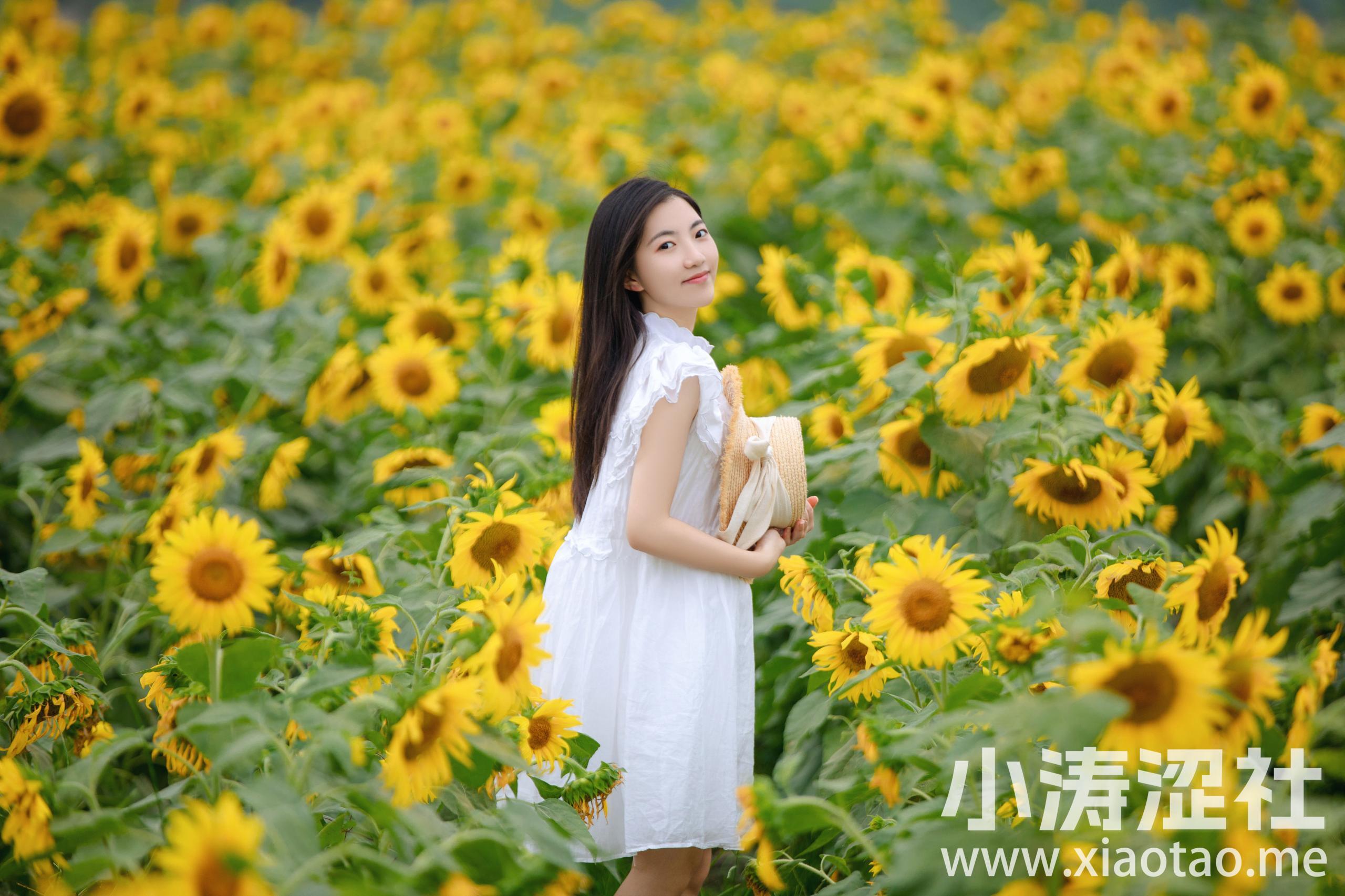 向日葵女孩 向日葵 花 少女 小清新 写真集