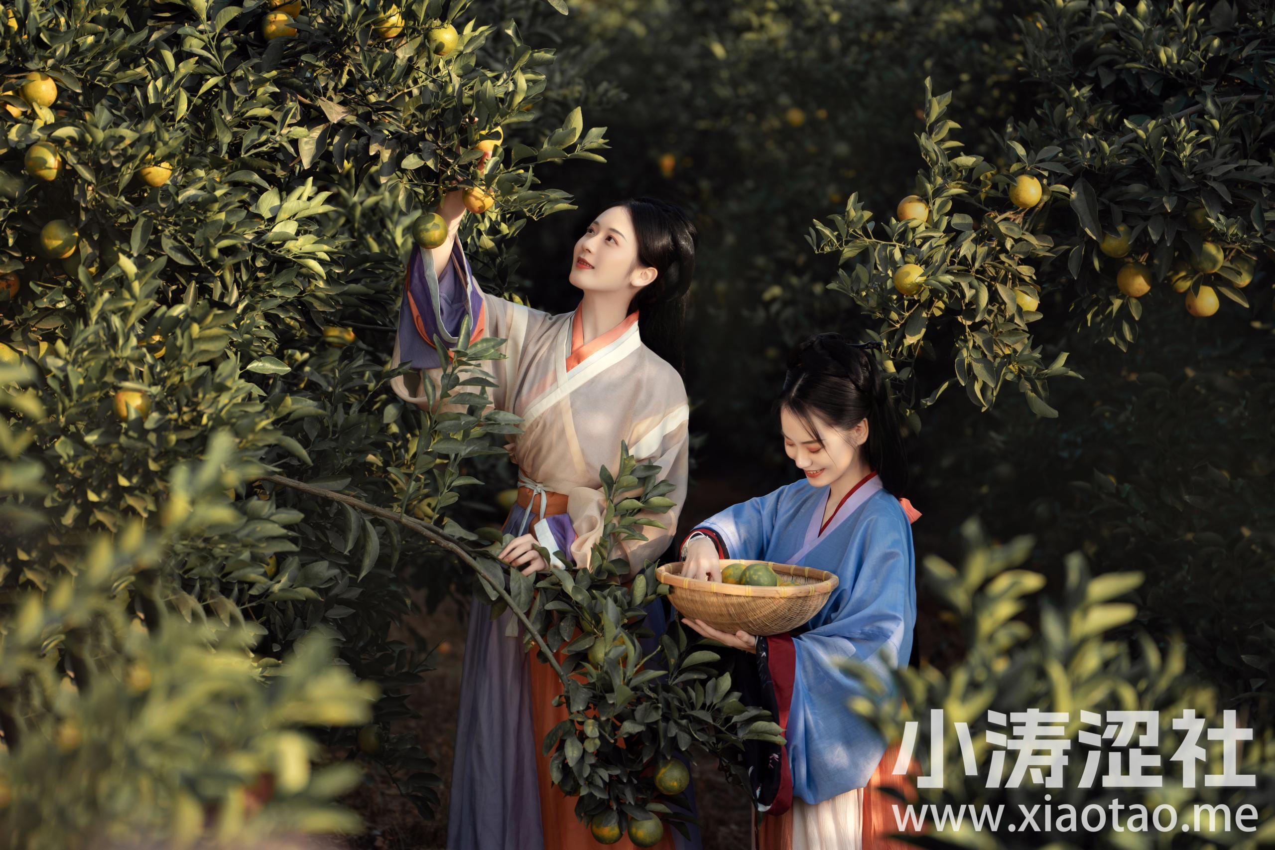 采橘 古代 姑娘 古风 汉服 唯美 美图 小仙女 摄影 闺蜜